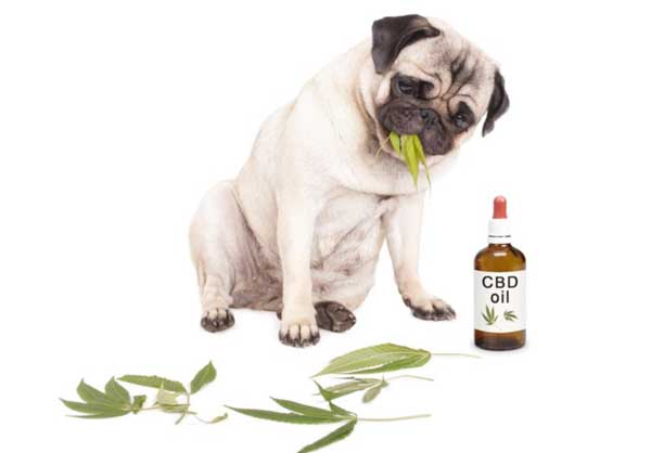 CBD for Dogs